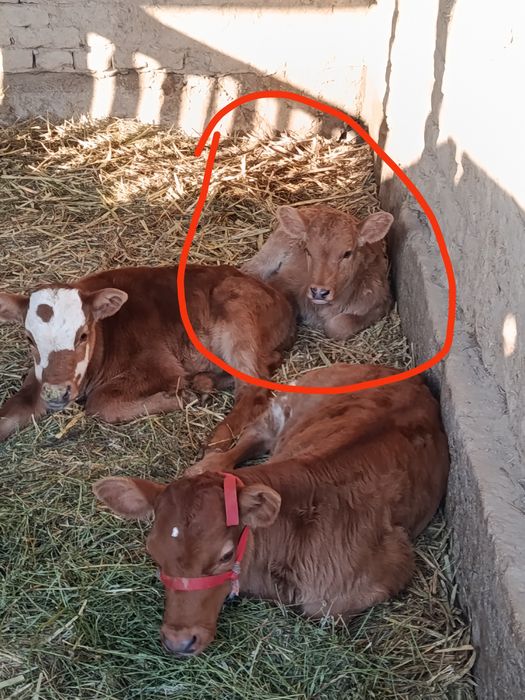 Корова с телёнком