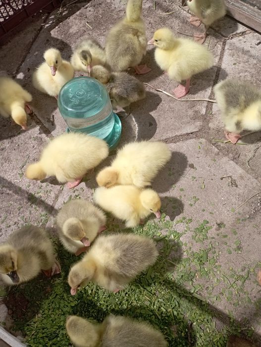 Гусята домашние.