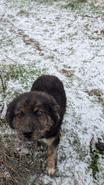 Подаряваме кученце