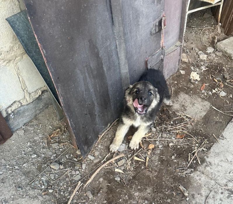 Щенки, возраст 1,5 месяца