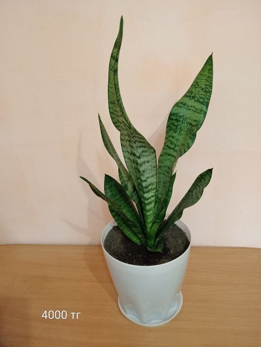 Продам комнатные цветы