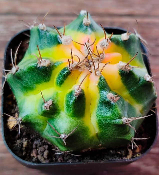 Вариегатные кактусы