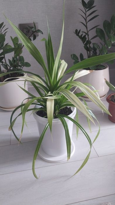 Продам комнатные  цветы.