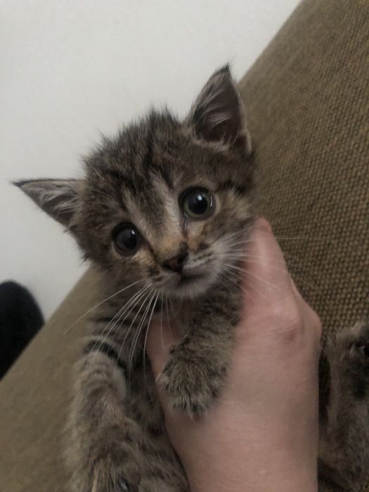 Котёнок в добрые руки!