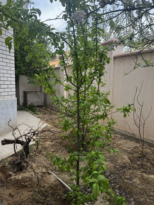 Саженцы персика и яблони, продаются