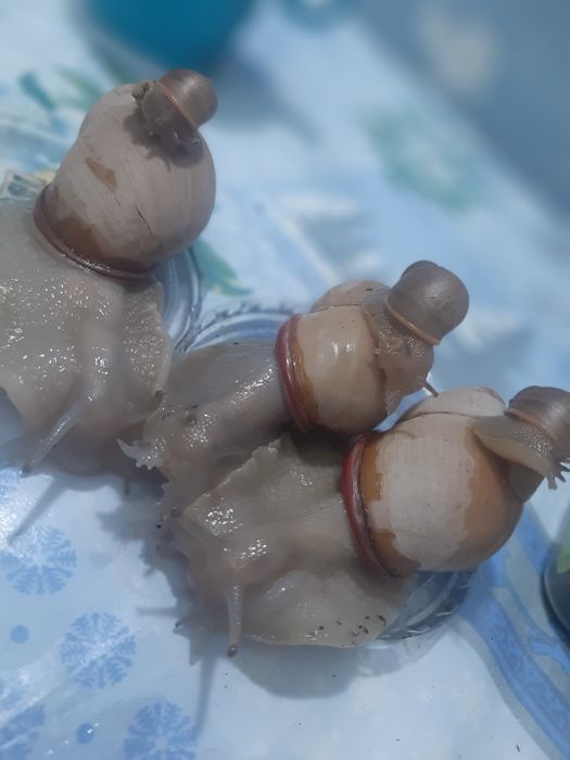 УЛИТКИ, мегалабулимус, Архахатина маргинатаОвум