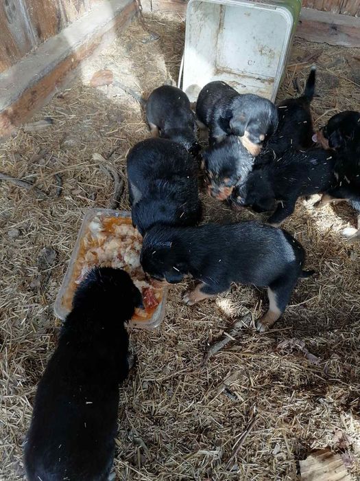 Подарявам ловни кучета