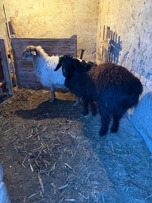 Қошқар бар семіз