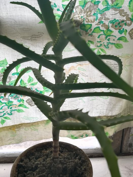 Срочно продам долларовое дерево