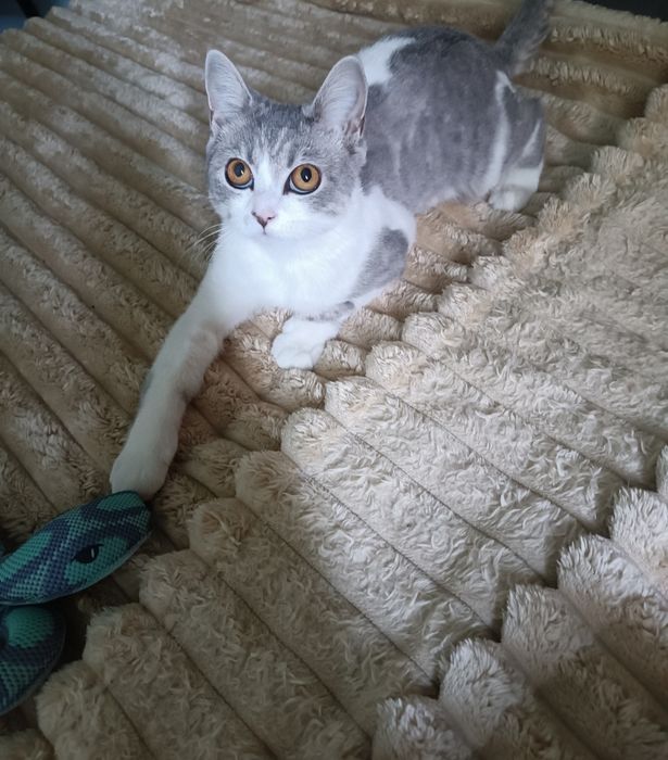 Продаются Котята