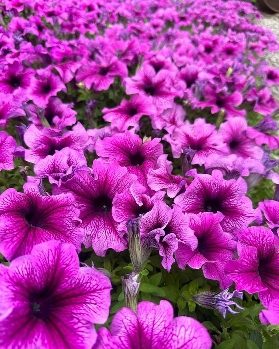 Петуния рассада цветов