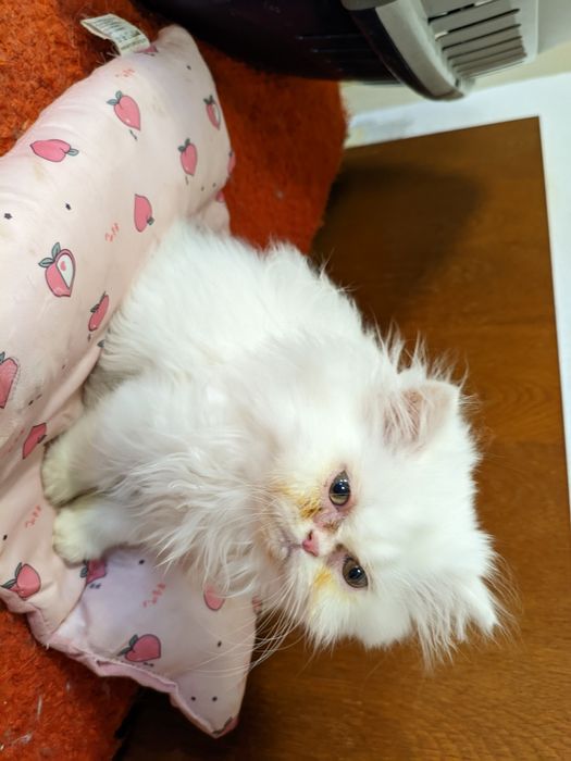 Продавам чистокръвно персийско мъжко коте (последното)