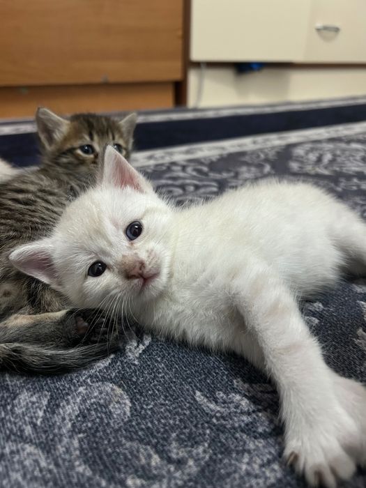 Маленькие котята