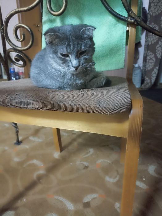 Отдам котят в хорошие руки