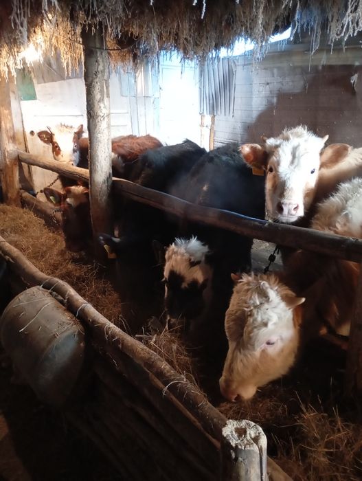 Продам телят 10 голов оптом