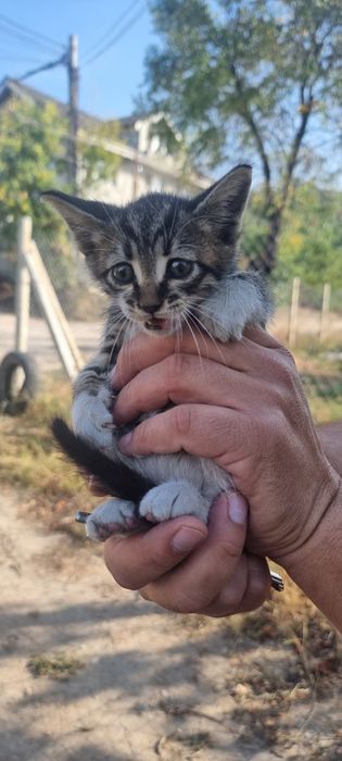 Котета търсят дом