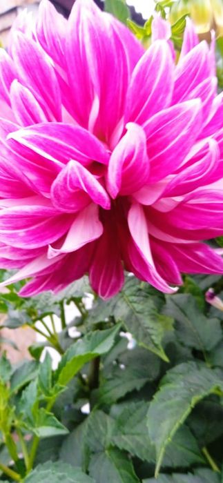 Продам цветы и саженцы.