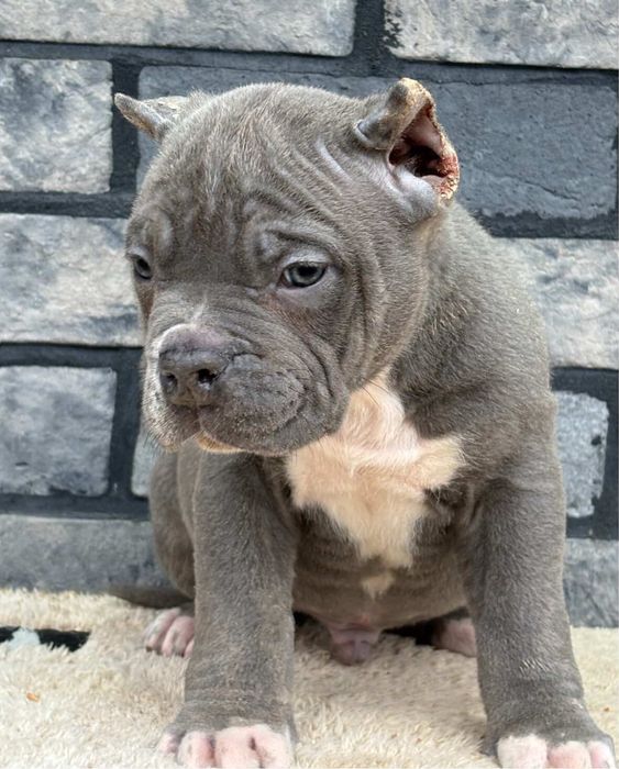 American Bully XL