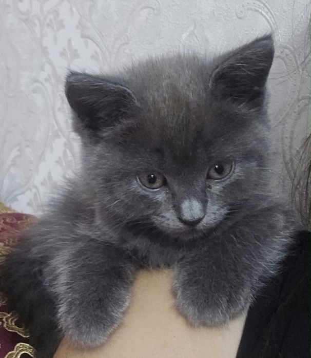 Шотландский котёнок