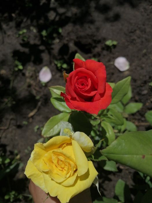 Продам дачу.Баня