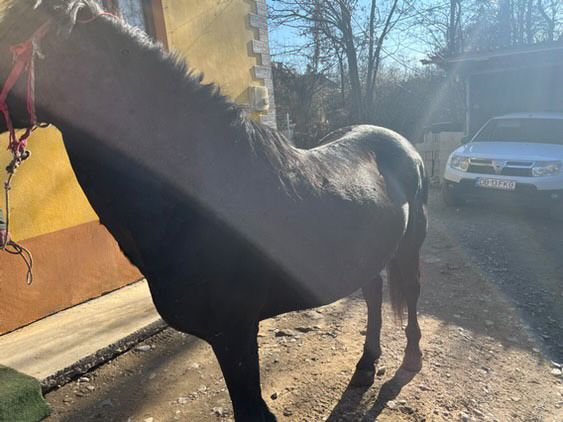 Vând armăsar vârstă 12 ani pentru mai multe detali sunati