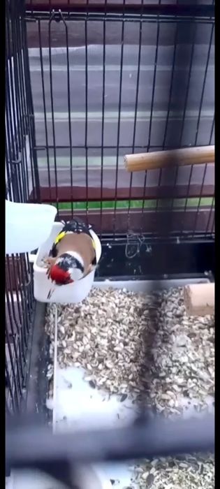 Щегол чёрный пепелдар сатылады Щегол чёрный пепелдар