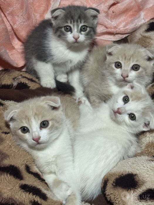 Котёнки отдам даром