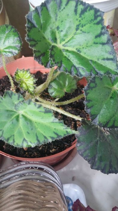 Бегония комнатная разная