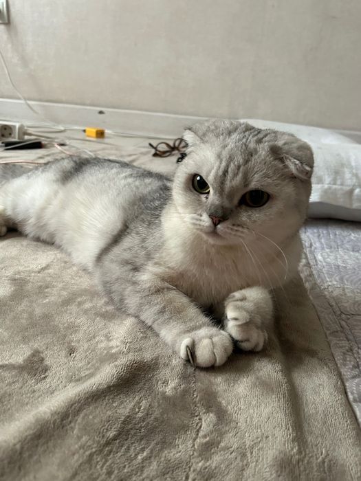Шатландский мысык