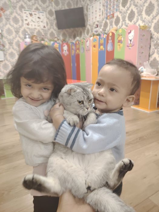 серебристая шиншилла 45 кунлик тоза зот