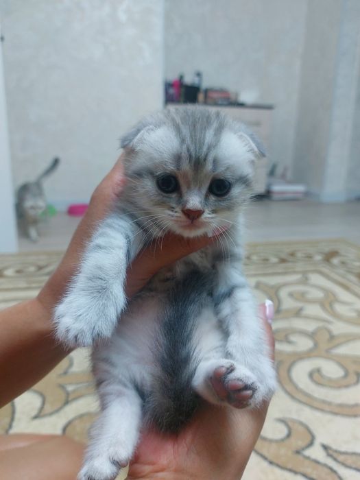 Продам шотландских котят
