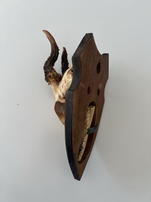 Coarne (craniu) trofeie capra neagra deosebite