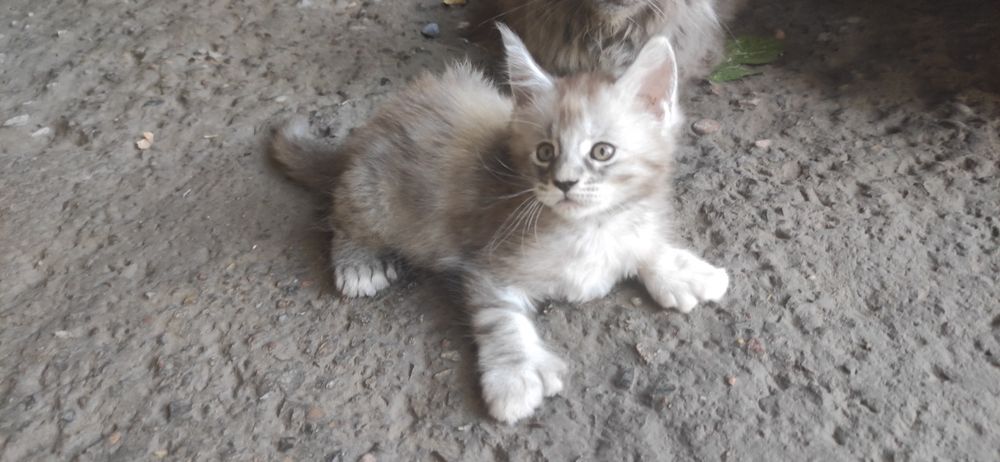 Кошечка полидакт