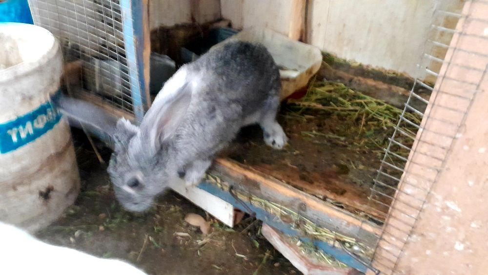 Қуйонлар бор 5-6 ойлик