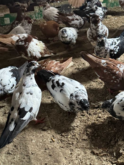 Porumbei Tippleri Englezi,Bobati.