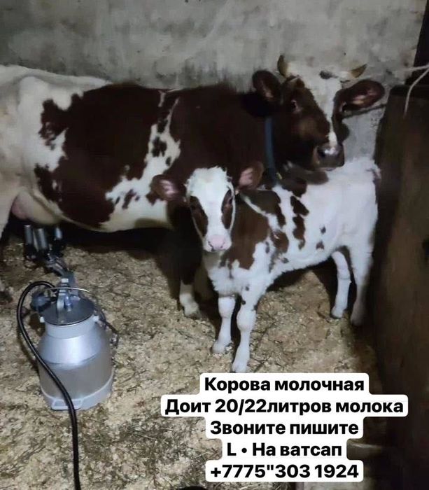 Продам корову с теленком племенная.;;;