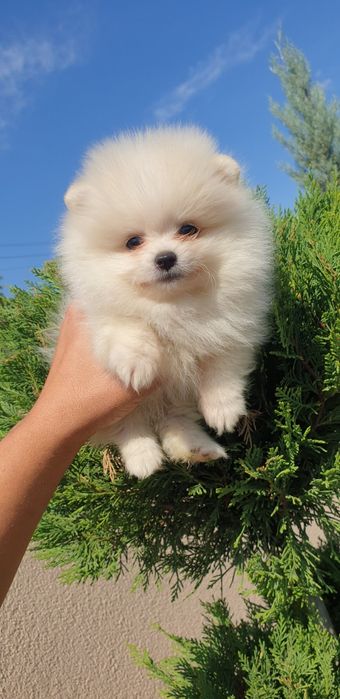 Померан момче и момиче