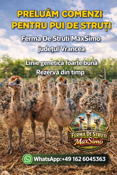 Pui de struț o lună, linie genetică bună.