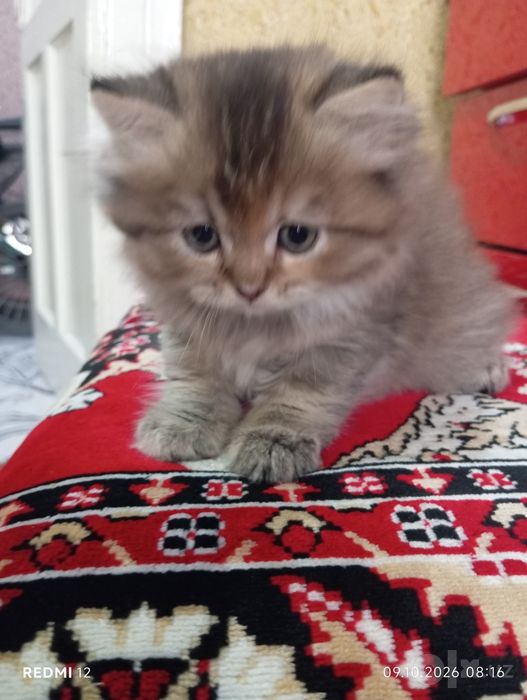 Продается кошка полтора месяца