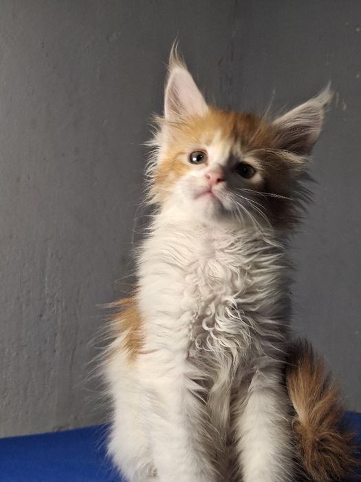 Мейн-кун котята из питомника