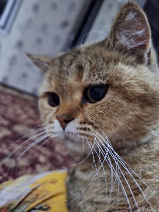 Вяскага  британский скотш фолд nasl olish uchun