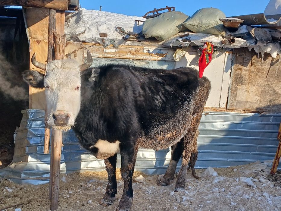 Сиырлар сатылады