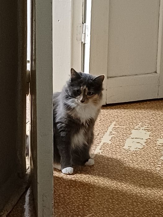 Отдам хвостики в хорошие руки