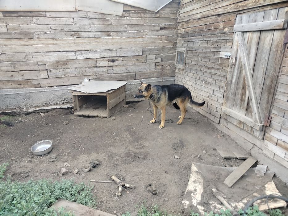 Продам немца 6 лет пасет скот
