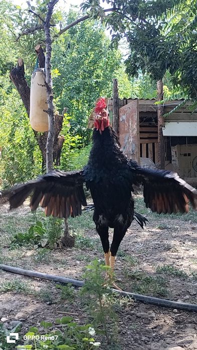 Продам дакана чолпана