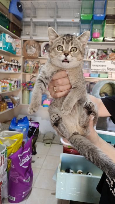 Продаются котята шиншиллы