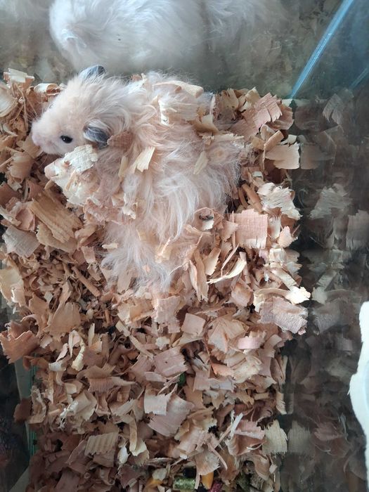 8 Хамстера по 10€