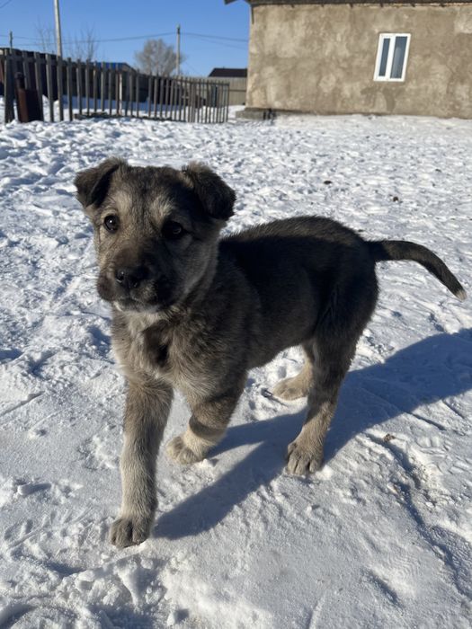 Продается щенок тобета