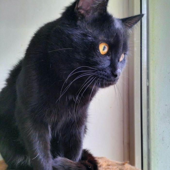 Молодой котик кастрат