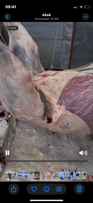 Семіз жылқылар бар